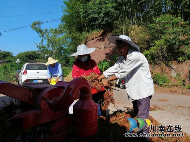 红高粱+红辣椒 泸县立石镇东林观村扶贫产业园映红脱贫路(图5)