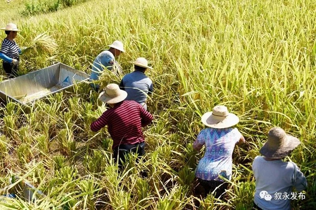 稻花香里说丰年，叙永26.3万亩稻谷收割忙(图2)