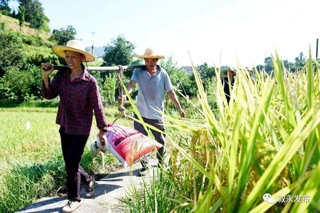 稻花香里说丰年，叙永26.3万亩稻谷收割忙(图3)