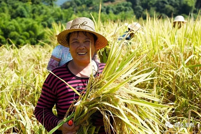 稻花香里说丰年，叙永26.3万亩稻谷收割忙(图7)