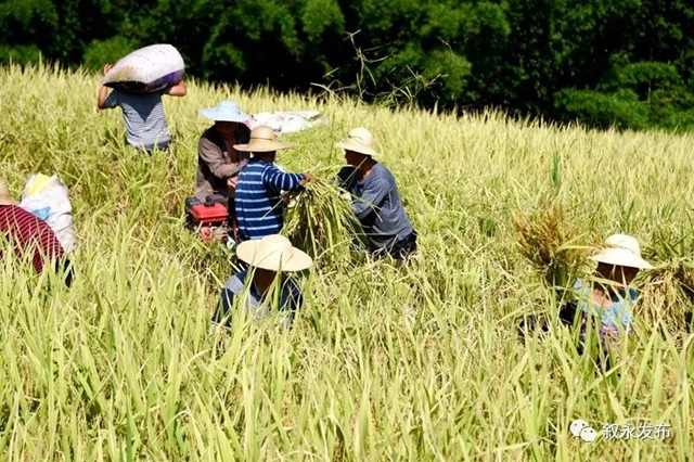 稻花香里说丰年，叙永26.3万亩稻谷收割忙(图8)