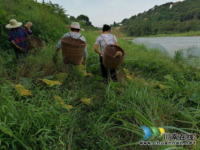 泸县立石镇普照村：扶贫产业园南瓜喜获丰收，贫困户笑开颜(图1)