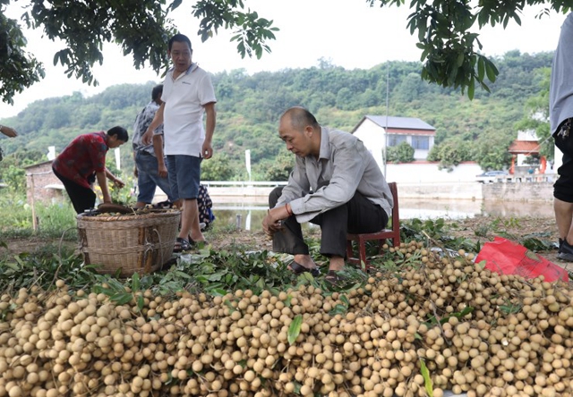 龙马潭：兴高采烈庆丰收 增收致富奔小康(图3)