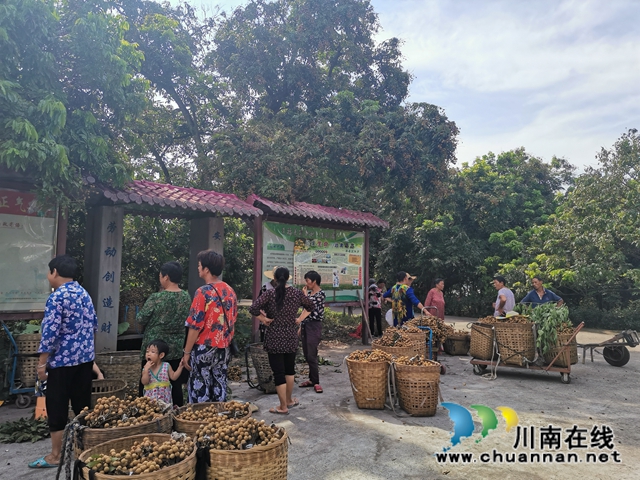 线上线下齐发力 泸县太伏镇永利村龙眼成“绿色银行”(图3)