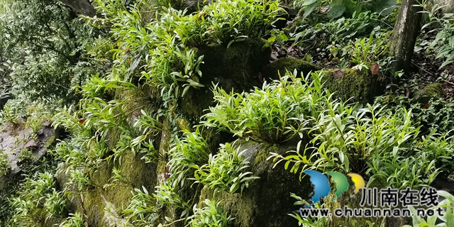 关注特色风土人情 江苏卫视《从长江的尽头回家》节目组来合江踩点(图10)