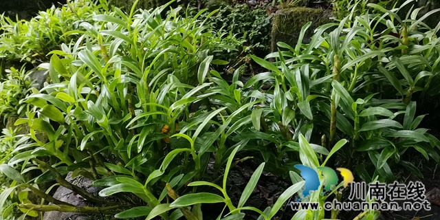 关注特色风土人情 江苏卫视《从长江的尽头回家》节目组来合江踩点(图9)