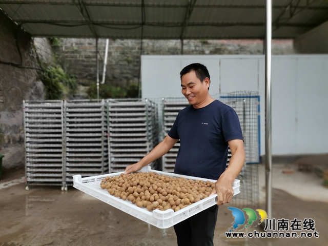 电商鲜销十龙眼烘干 泸县牛滩镇新嘉村延伸龙眼产业链助农脱贫增收(图2)