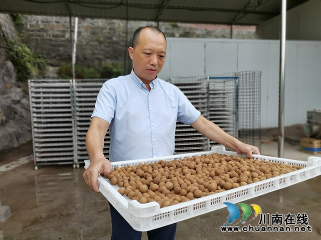 电商鲜销十龙眼烘干 泸县牛滩镇新嘉村延伸龙眼产业链助农脱贫增收(图6)