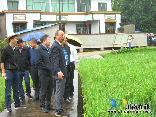 中科院院士到泸县潮河镇调研再生稻生产(图1)