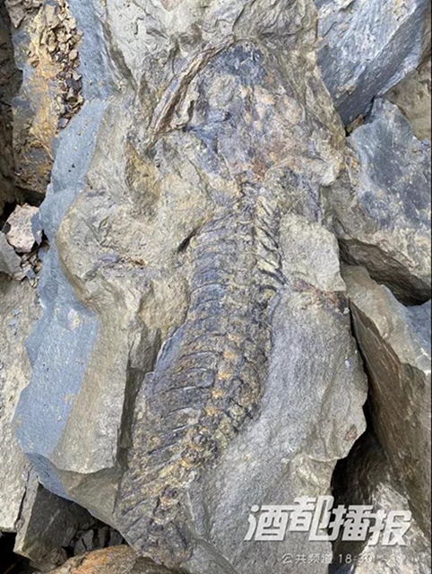 稀奇！宜宾发现2亿年前的生物化石？专家这样说……
