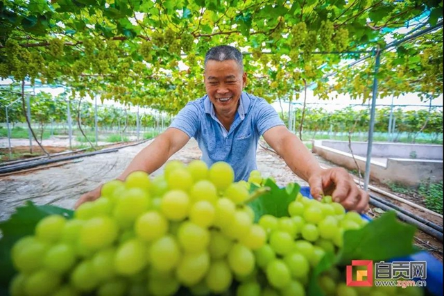 丰收啦！被这组盐都农民的笑脸暖化(图11)
