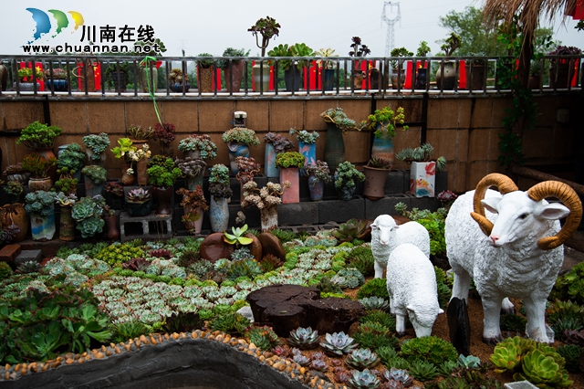 目测马上网红！“蔓多米多肉花园”惊艳亮相泸州关口！(图7)