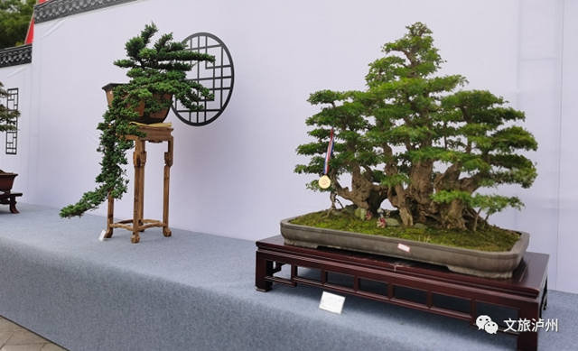 方寸展苍劲 盆中揽风华！泸州市金秋盆景展开展(图3)