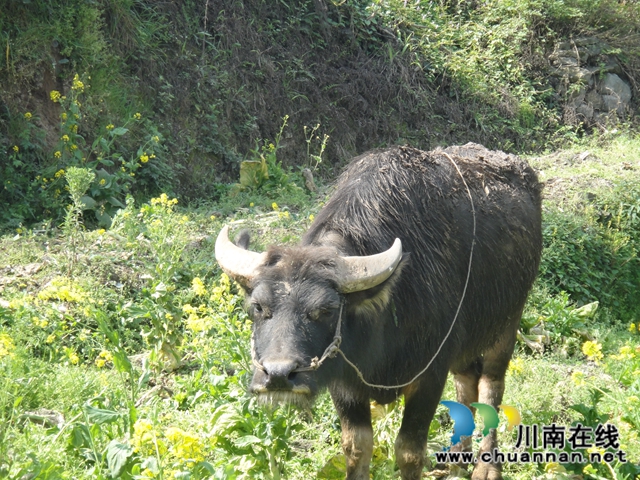 陈大刚：乡下的中秋(图4)