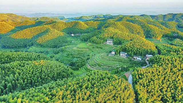 纳溪：竹产业铺就致富路(图1)