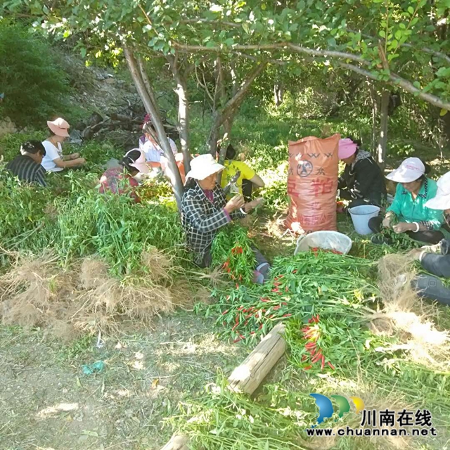 微信带货 泸州援藏干部为乡城县辣椒找销路(图3) 微信带货 泸州援藏干部为乡城县辣椒找销路(图3)
