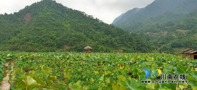 古蔺县农村土地综合整治助推产业大发展(图4)
