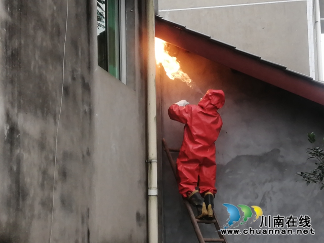 马蜂威胁群众安全 泸县龙城救援队为民排忧(图1)