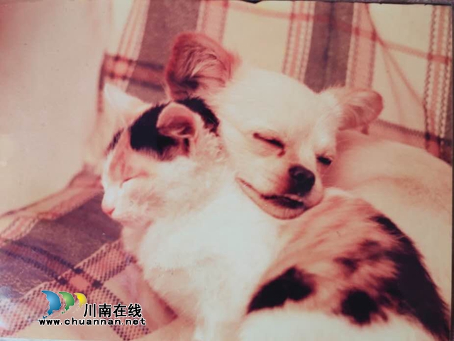 乔歌：三只猫