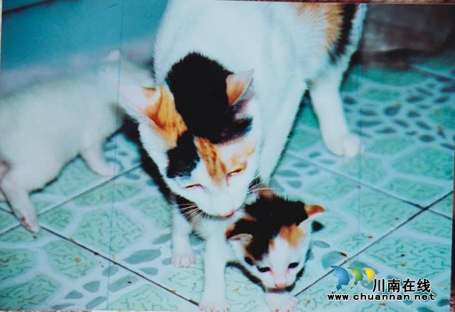 乔歌:三只猫(图2) 乔歌:三只猫(图2)