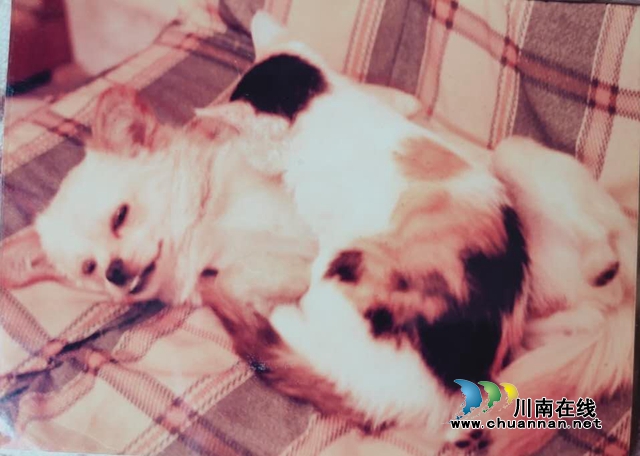 乔歌:三只猫(图3) 乔歌:三只猫(图3)
