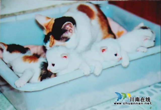 乔歌:三只猫(图4) 乔歌:三只猫(图4)