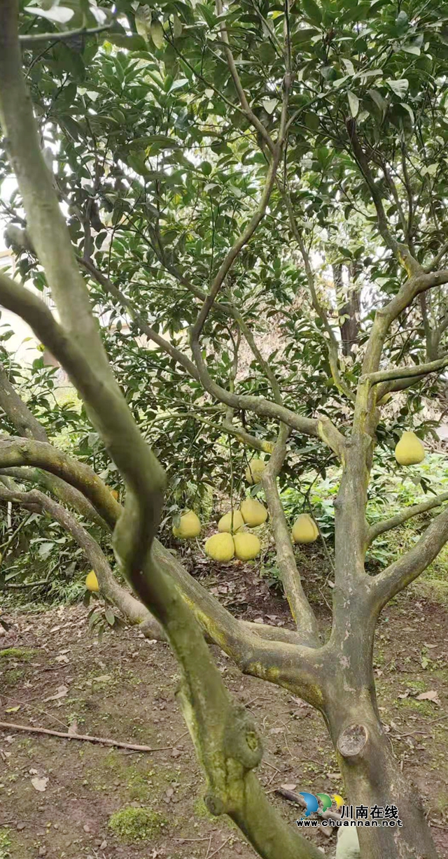 买合江真龙柚，免费吃农家豆花饭！(图3)