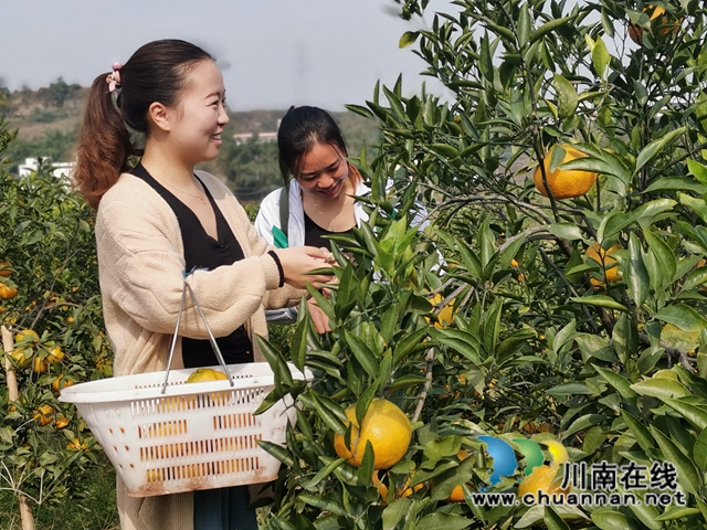 泸县福集镇鱼目村：打工夫妇返乡创业三年，荒山变成花果山！(图1)