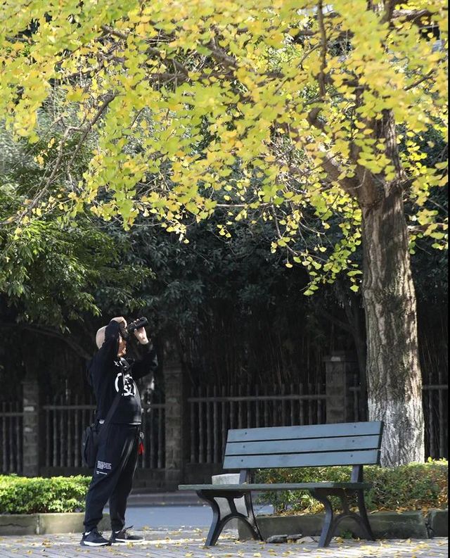 举杯世界 幸福江阳 丨初冬银杏，一眼动心(图2)