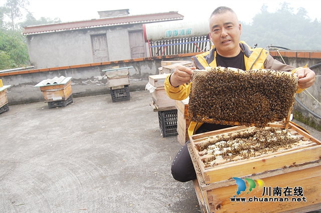 纳溪：“与蜂共舞”十八载，鞋匠变身“养蜂达人”(图3)