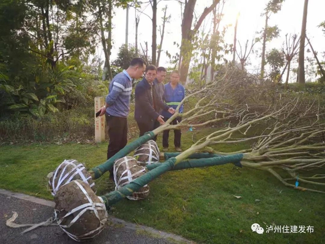 泸州将在这四条景观大道上做“文章”(图2)
