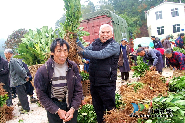纳溪“特聘村主任”李文金：退休创业功成，回乡扶助乡亲