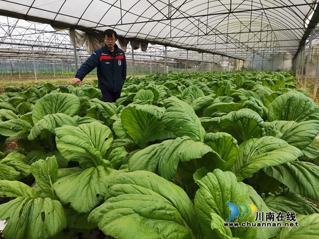 变废为宝  泸县有机种植蔬菜成新宠(图1)