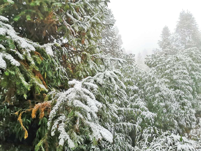 古蔺箭竹蔓岭的雪来了！快看！(图6)