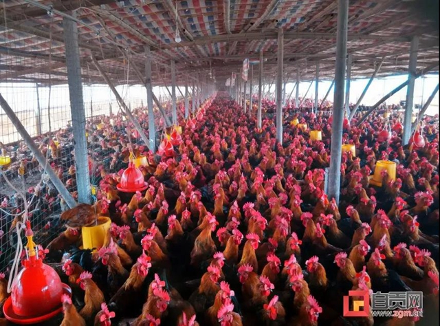 厉害了！自贡这两个镇（乡）全国有“品”(图1)
