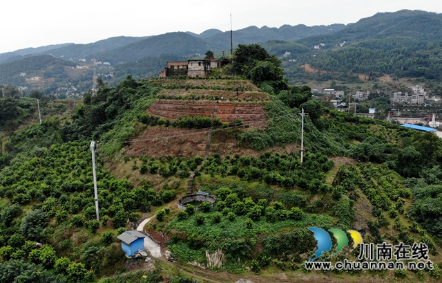 泸县石桥：全家人奋战七年  矸石山变成花果山！(图1)
