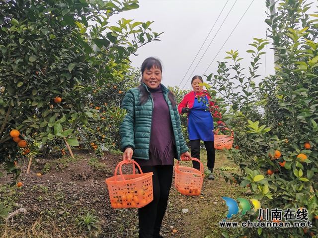 泸县石桥：全家人奋战七年  矸石山变成花果山！(图6)