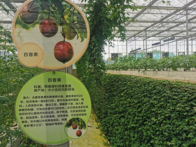 江阳区董允坝现代农业示范园区农业科普基地上榜省科普基地(图2)