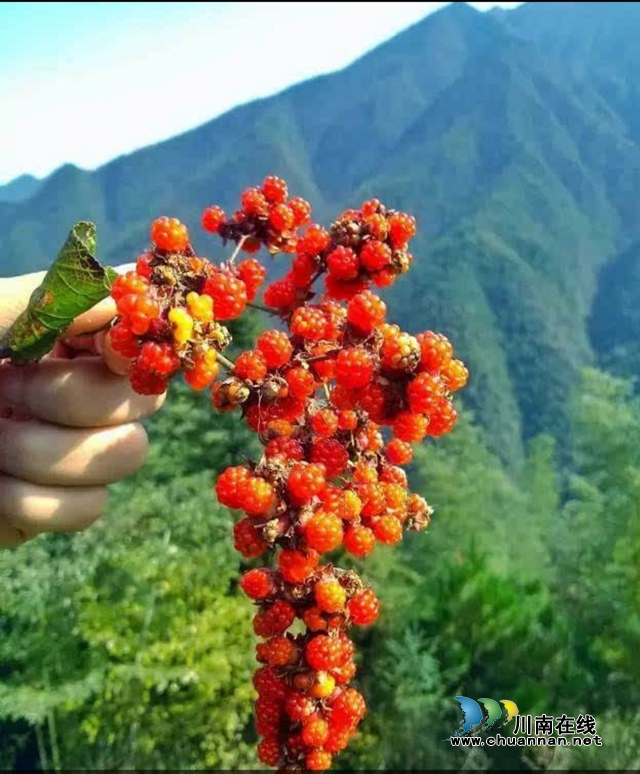 喜摘三月泡