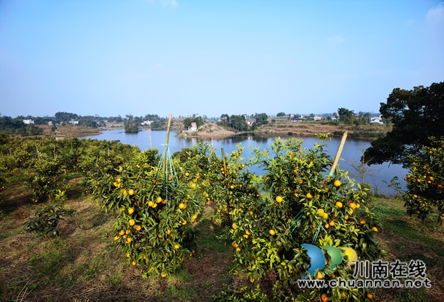 泸县立石镇：玉龙湖畔橘满青山(图2)