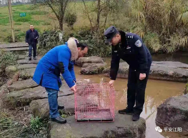 泸州市民无意间捡到一只“怪鸟” 民警一查：来头不小……(图5)