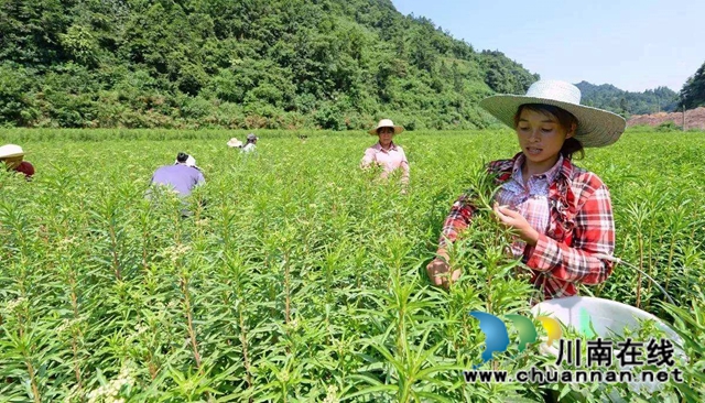 签约啦！古蔺苗家“神仙草”等中药产业发展步入快车道(图3)