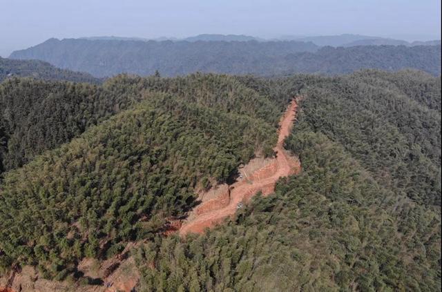 合江福宝护林员王熙：八百万步平凡之路，守护一方青山乐土(图4)