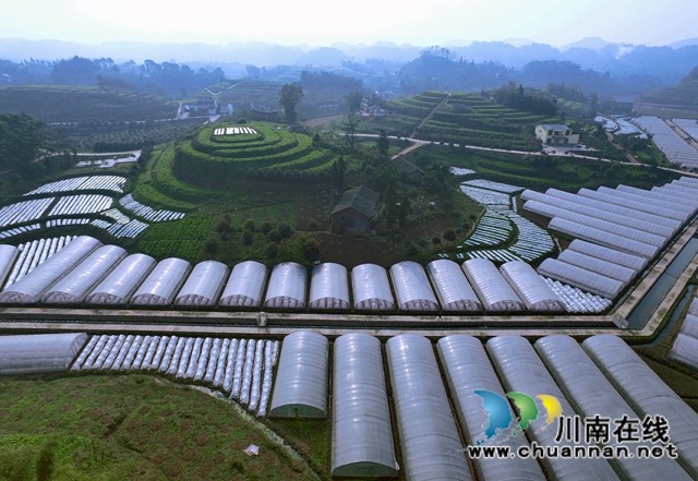 纳溪区乡贤刘华强：扎根乡村，助农发展(图1)
