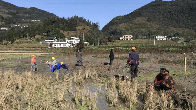 影响祖坟风水？叙永大姐蹲田坎、抢设备阻挡施工！