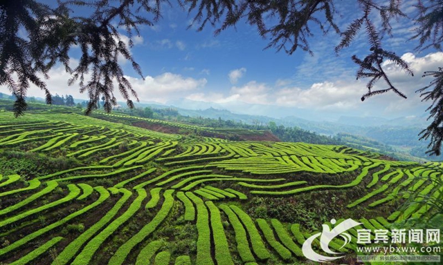 第十四届中国•宜宾早茶节开园采摘活动明日举行(图1)