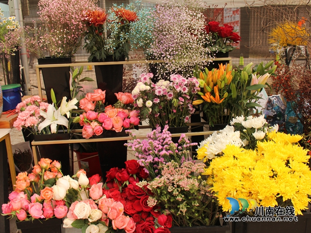 龙马潭：“年宵花”扮靓家，热闹喜庆迎新年(图4)