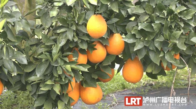 鸡鸣三省大桥通车一年,当地人生活发生了哪些变化?(图8) 鸡鸣三省大桥通车一年,当地人生活发生了哪些变化?(图8)
