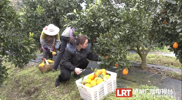 鸡鸣三省大桥通车一年,当地人生活发生了哪些变化?(图9) 鸡鸣三省大桥通车一年,当地人生活发生了哪些变化?(图9)