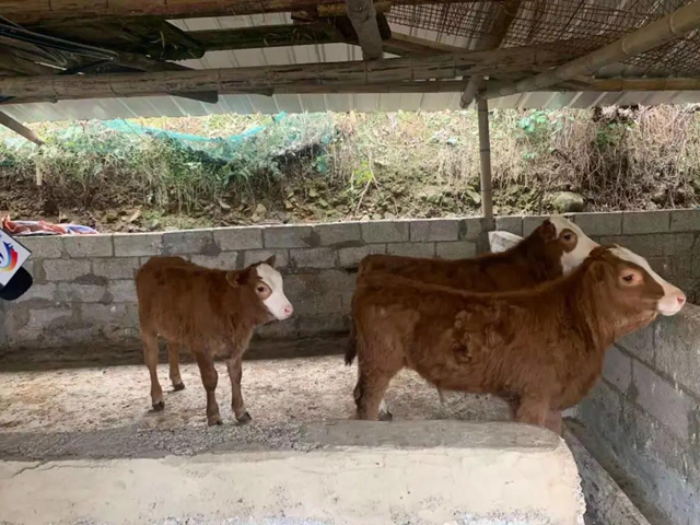 稀奇！宜宾一养牛场的母牛下了三胞胎！还有人出10万购买！(图3)
